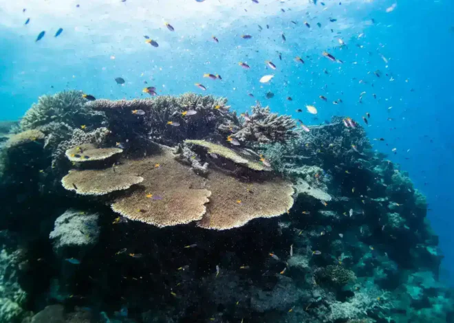 Marine Biology: Biologi Lautan dan Ekosistemnya