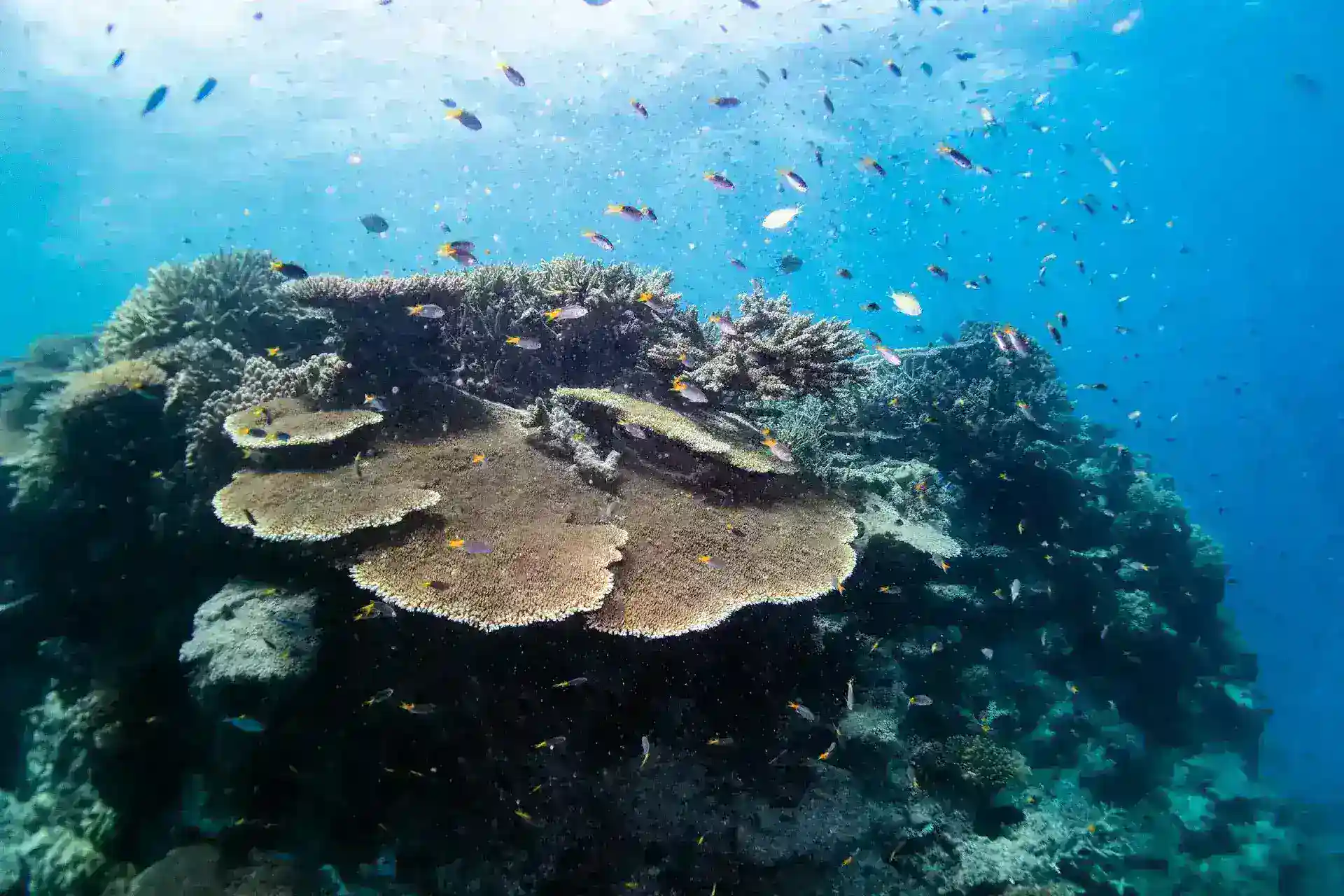 Marine Biology: Biologi Lautan dan Ekosistemnya