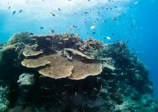 Marine Biology: Biologi Lautan dan Ekosistemnya